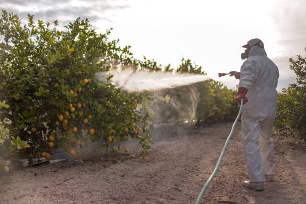 Best Ant Control Services  in Cut Off, LA