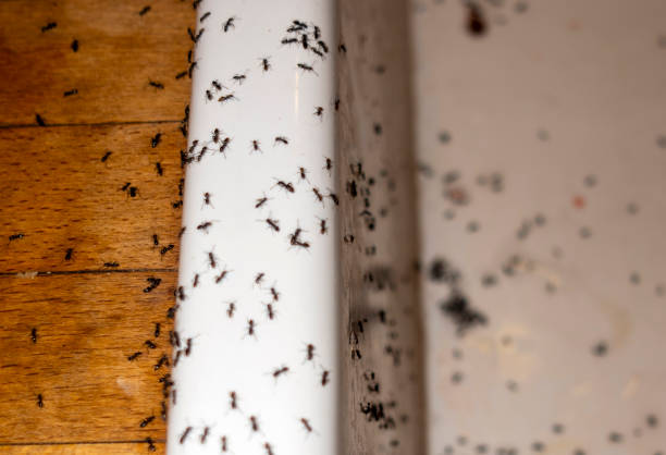 Best Pest Prevention Services  in Cut Off, LA
