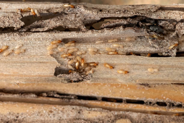 Best Pest Control for Businesses  in Cut Off, LA