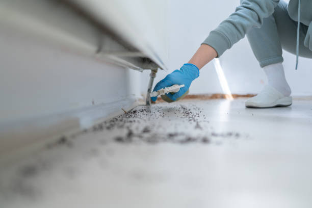Best Pest Removal Services  in Cut Off, LA